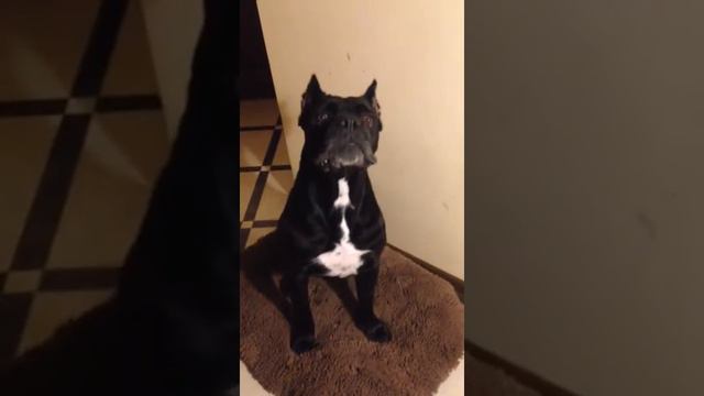 Репетиция команды "голос" . Кане-корсо смотреть онлайн