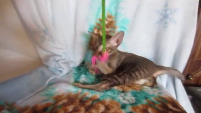Ориентальный котик Шоколадный тикированный смотреть онлайн