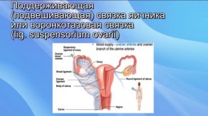 Фиксирующий аппарат матки