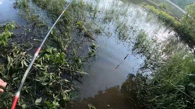 Рыбы Под Водой