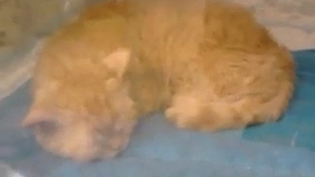 Выставка кошек: Британская короткошерстная и другие смотреть онлайн