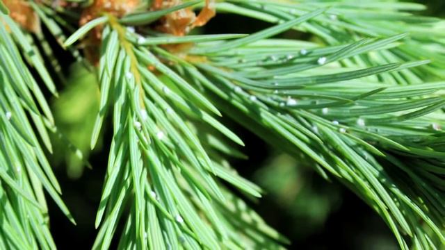 Cooley Spruce Gall Adelgid in Christmas Trees смотреть онлайн
