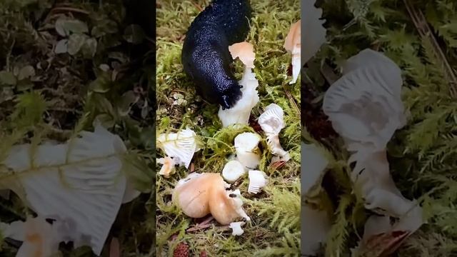 Mushrooms for Breakfast ? Slugs Munching смотреть онлайн
