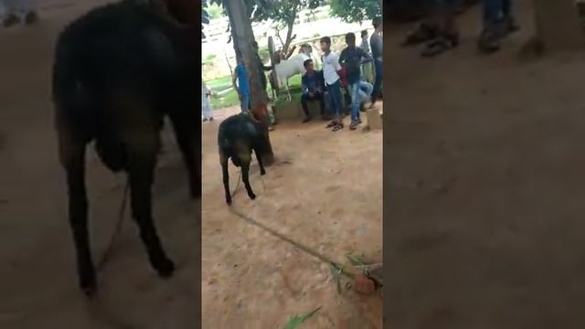 Bangalore top fighter sheep смотреть онлайн