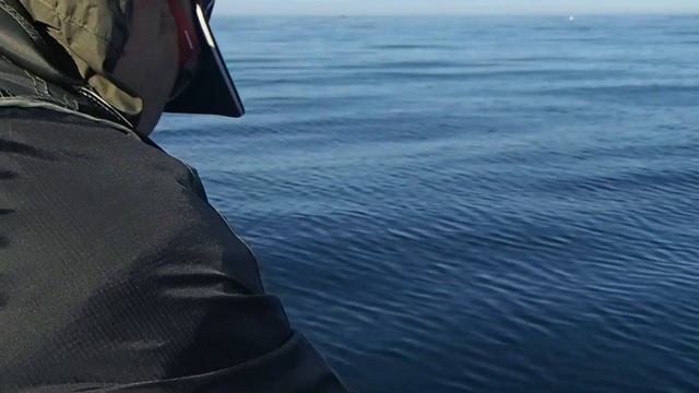 Шипохвостый скат Bathyraja spinicauda Баренцево море. смотреть онлайн