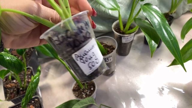 ВЫСТАВКА ЦВЕТОВ / ФИЛОДЕНДРОНЫ ЛЮДМИЛЫ ГАРБУЗ / Ароидные растения / смотреть онлайн