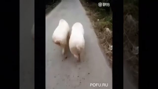 Как ходят на дискотеку парни и девушки смотреть онлайн