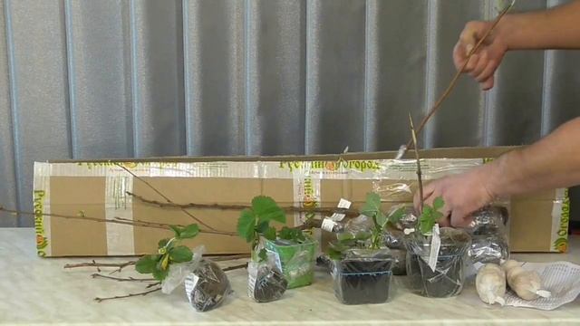 Как сохранить саженцы до высадки в грунт, присланные весной (2017) смотреть онлайн