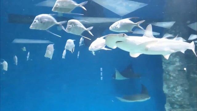 Sea Animals, Clown fish, Shark, Sea Fish, Frog, Turtles, Sea Lion Great White Shark Sea turtle смотреть онлайн