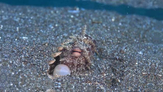 Ученые Были в Шоке, Когда Узнали Что Умеют Делать Осьминоги смотреть онлайн