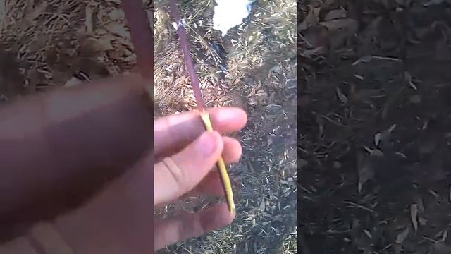 Выращивание клёна смотреть онлайн