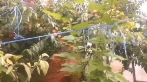 Выращивание персиков в теплице в Подмосковье