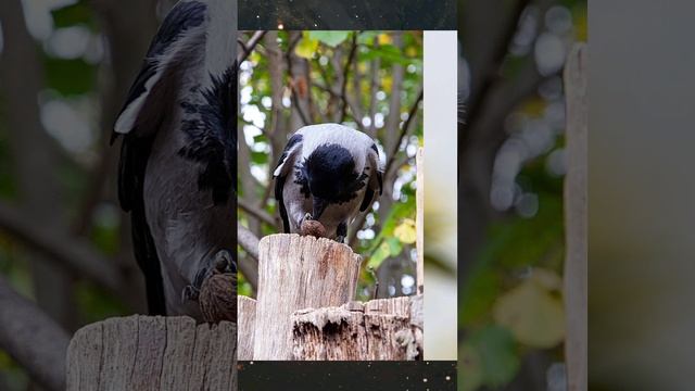 Вороны,интересные факты часть 12-13.Продолжение следует,не забудьте подписаться и оценить видео. смотреть онлайн
