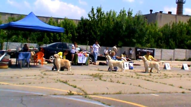 Монопородная выставка золотистых ретриверов г.Симферополь смотреть онлайн