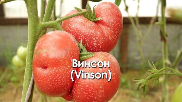 САМЫЕ ВКУСНЫЕ И СЛАДКИЕ ТОМАТЫ !!! (ЛУЧШИЕ КРАСНЫЕ И РОЗОВЫЕ СОРТА, КОТОРЫЕ Я САЖАЛ!) смотреть онлайн