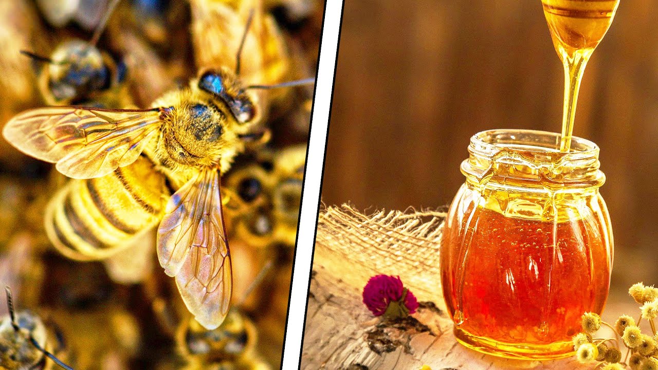 КАК ПЧЕЛЫ ДЕЛАЮТ МЕД? смотреть онлайн