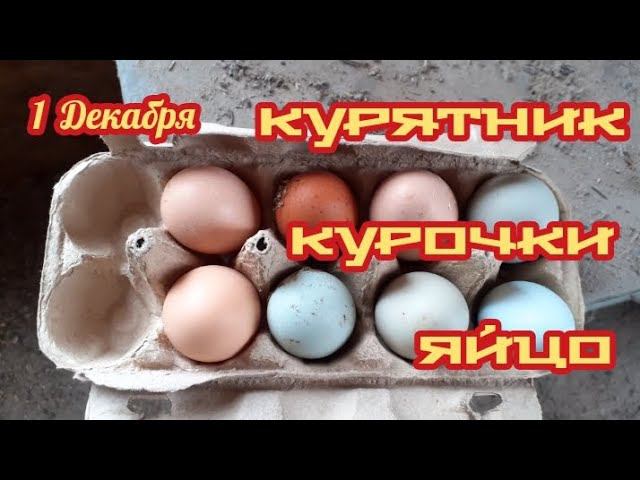 собрал яйцо, куры на выгуле.... смотреть онлайн