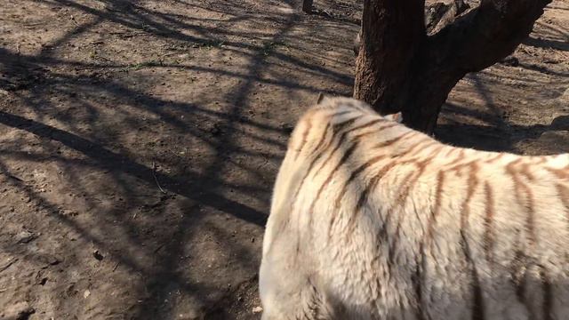 Тигрица Леди Ди стала добрее весной! Раджа тоже раздобрел вширь) Тайган Tiger's life смотреть онлайн