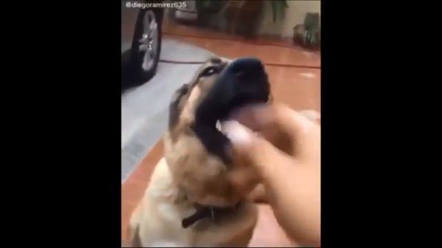 aye gtfo here Half-Life 2 SFX смотреть онлайн