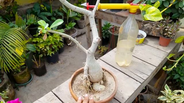 Adenium Obesum Flowering | Adenium Plant Bonsai | Adenium Flowering Season | Desert Rose Care