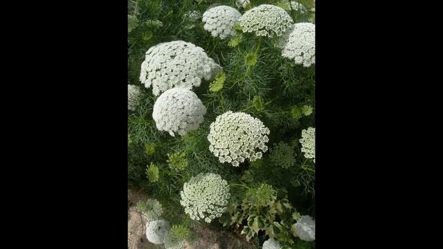 АММИ  /AMMI( растения/plants)( HD Slide Show)!