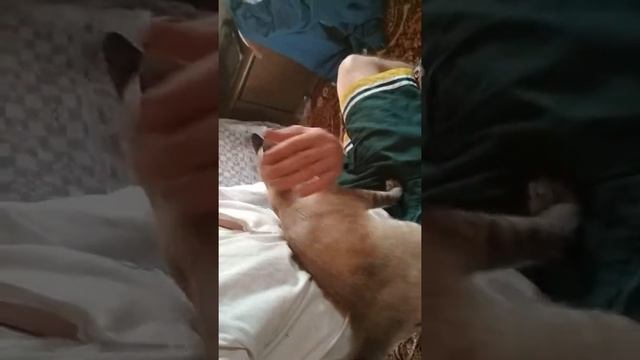 Самый ласковый кот в мире смотреть онлайн