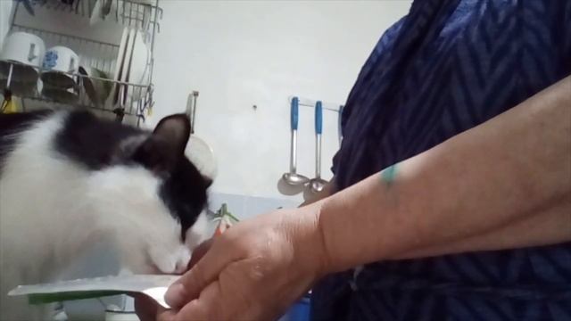 Кот Васька. И о кошках.( 20.11.22.) #cat #кот смотреть онлайн