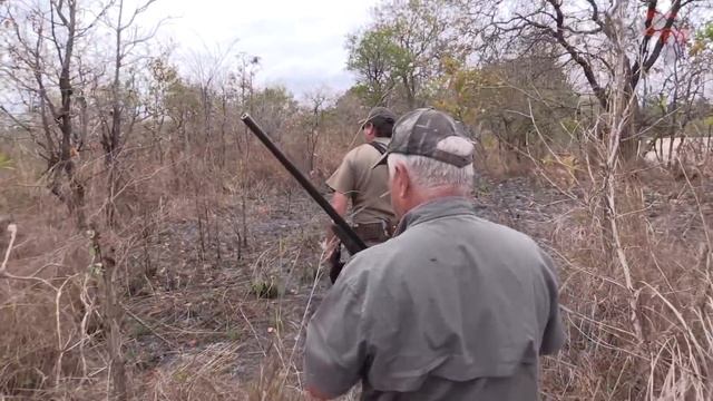 Tanzania Big Game Hunt During Lockdown - Conservation Hunting At Its Best