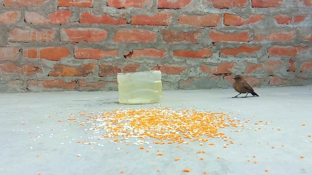 Best Moment : Three BABBLER in One Frame 😮 | Birds eating food смотреть онлайн