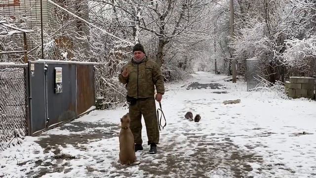 Американский стаф 6 месяцев Арчи! Команда ко мне с котами! смотреть онлайн