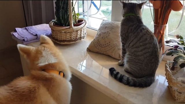 Акита и кот. Все мы делим пополам - как положено друзьям! смотреть онлайн