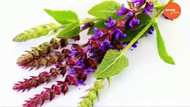 Знахарь – как избавиться от металлического привкуса смотреть онлайн