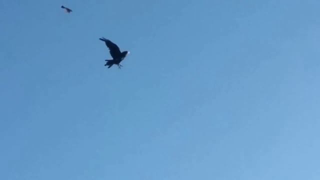 Птички атакуют ворону снова смотреть онлайн