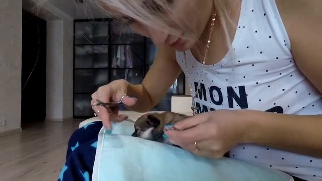 Щенкам шпица 21 день. Уход за когтями смотреть онлайн