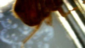 Полисорб ВЫСУШИЛ КЛОПОВ за 15 минут!