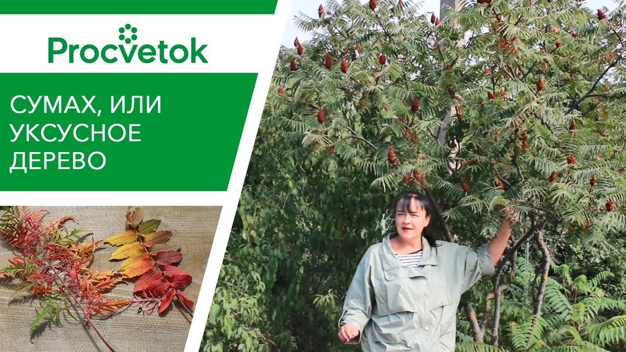 Бой поросли сумаха! Эффектное осеннее дерево СУМАХ. смотреть онлайн