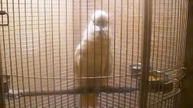 Попугай Миша / Parrot Misha