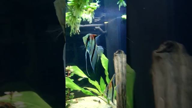 Corydoras Black Venezuela