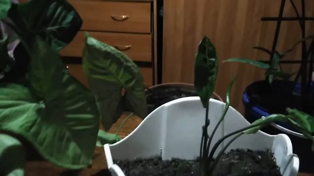 Сингониумы.2 часть смотреть онлайн