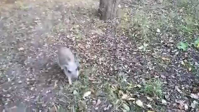 Вот такие у нас прогулки?Минипиги, минипиг, микропиги, микропиг, minipig, micropig, свинки, Рязань смотреть онлайн