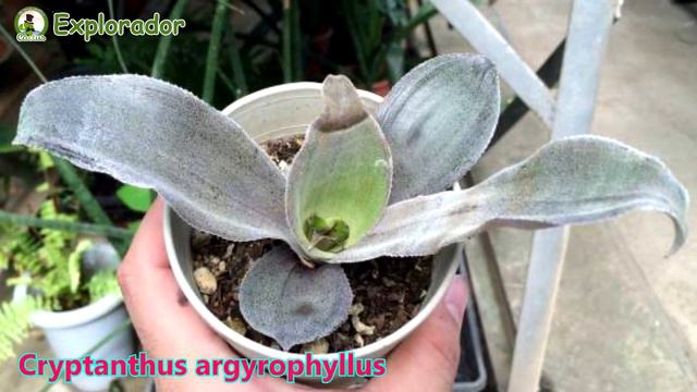 20 Lindas Especies de Cryptanthus ! смотреть онлайн