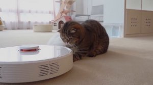 Cats vs Robot Vacuum | Kittisaurus