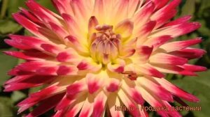 Георгина полукактусовая Таити Санрайз ? обзор: как сажать, рассада георгины Таити Санрайз