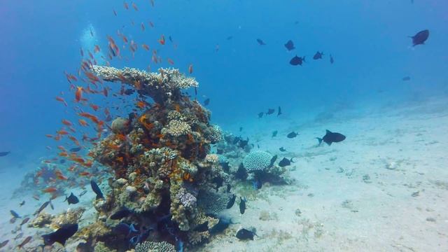 Diving Dahab Blue hole Canyon Abu Galum Gaber El Bint Moray Garden Abu Talcha Egypt Red Sea смотреть онлайн