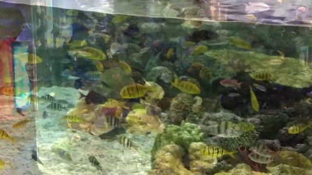 На метро в Дубай Молл. Океанариум, ныряльщики за жемчугом. смотреть онлайн