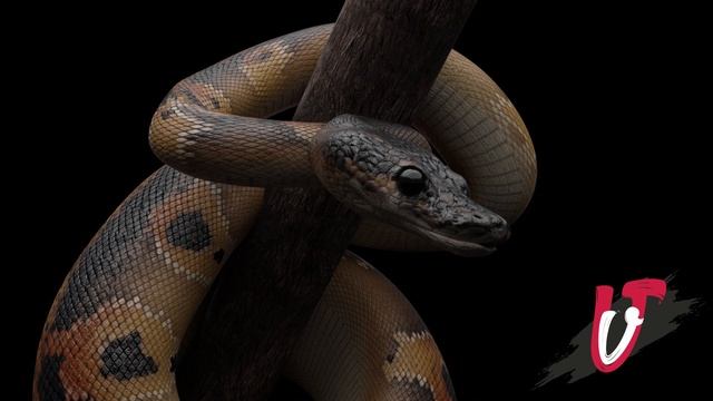 Ball Python Animation 3D смотреть онлайн