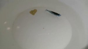 Аквариумные креветки отличие самки от самца