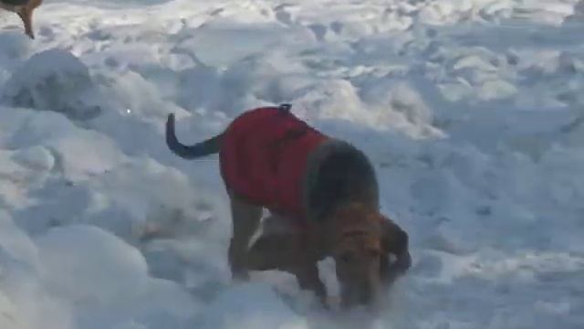 мои бладхаунды/My Bloodhounds