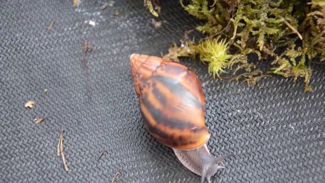 Ахатина Ахатина тигр смотреть онлайн