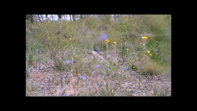 2 minute meditation, bush blooms смотреть онлайн